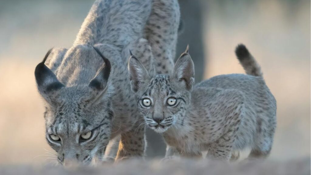 Iberian Lynx
