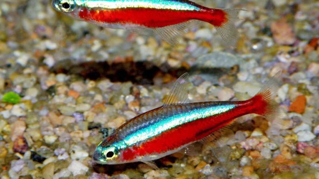 Cardinal Tetra