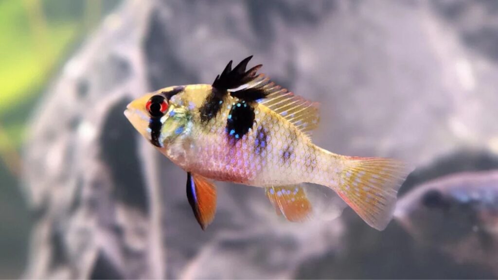 Ram Cichlid