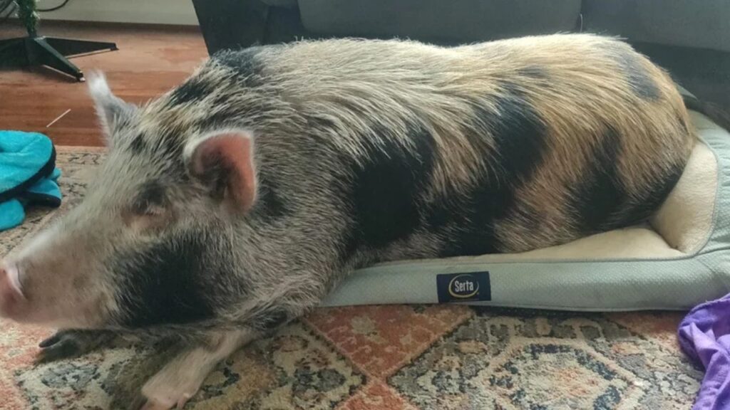 Vietnamese Miniature Pig
