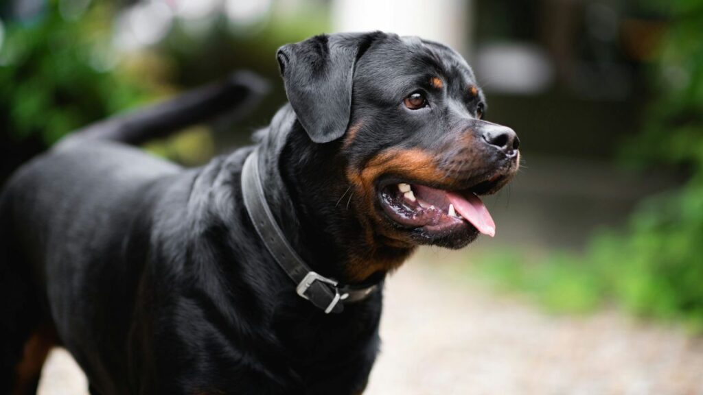 Rottweiler