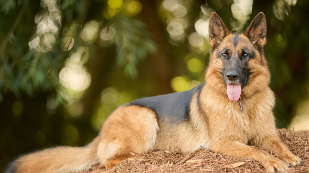 German Shepherd