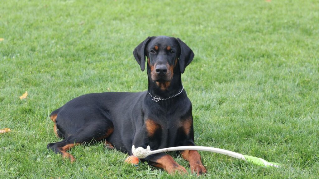 Doberman Pinscher