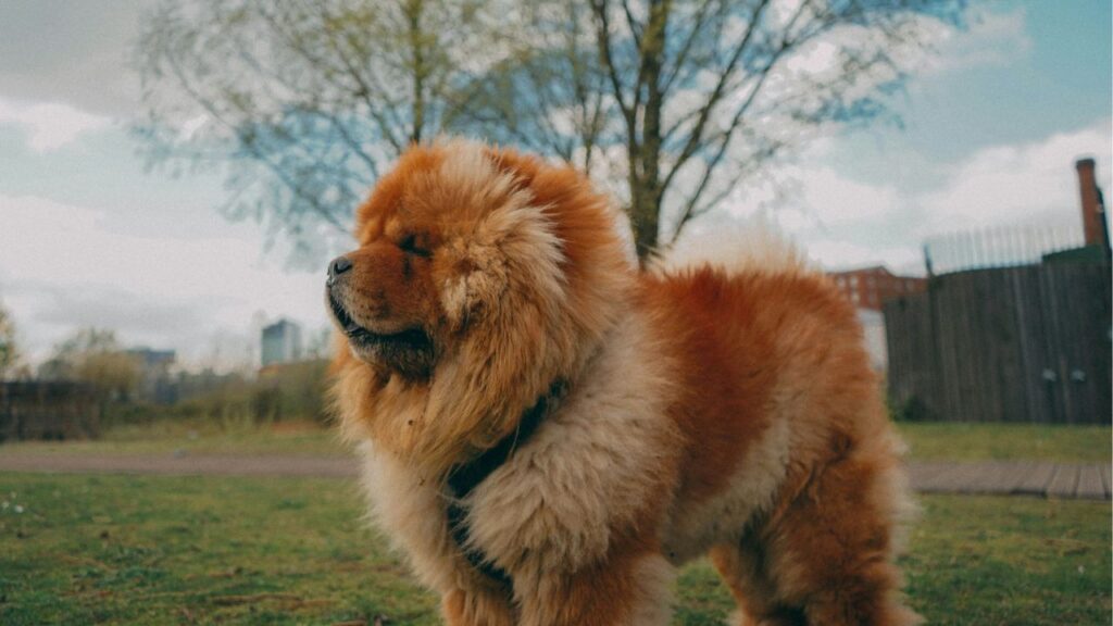 Chow Chow
