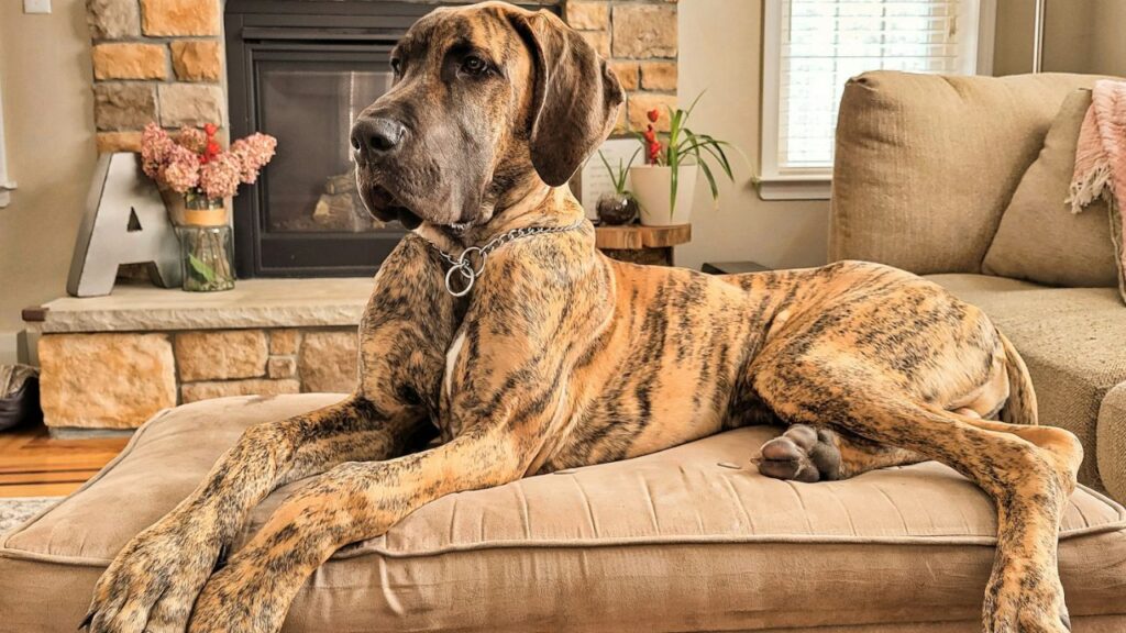 Great Dane