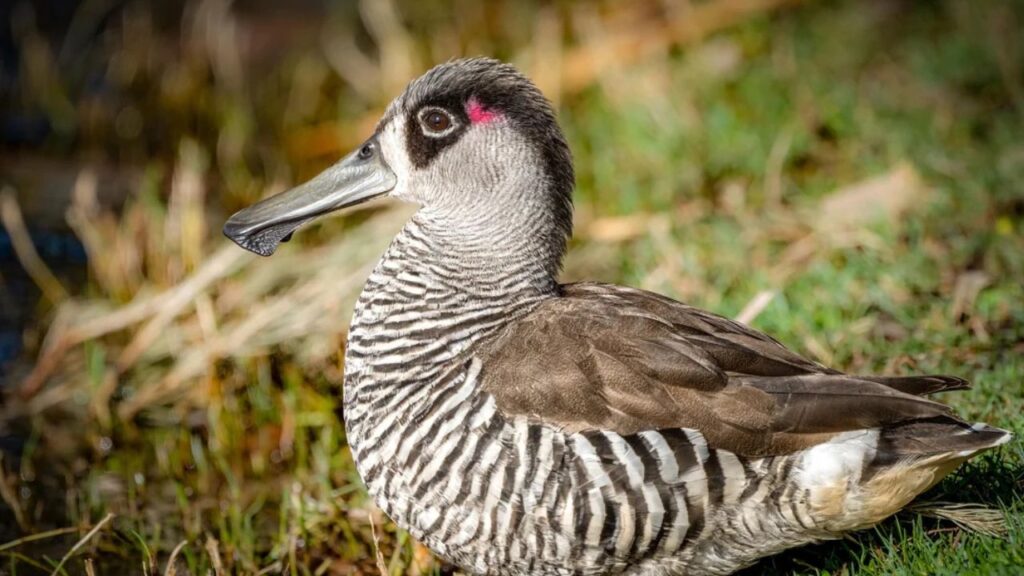 Pink-eared Duck