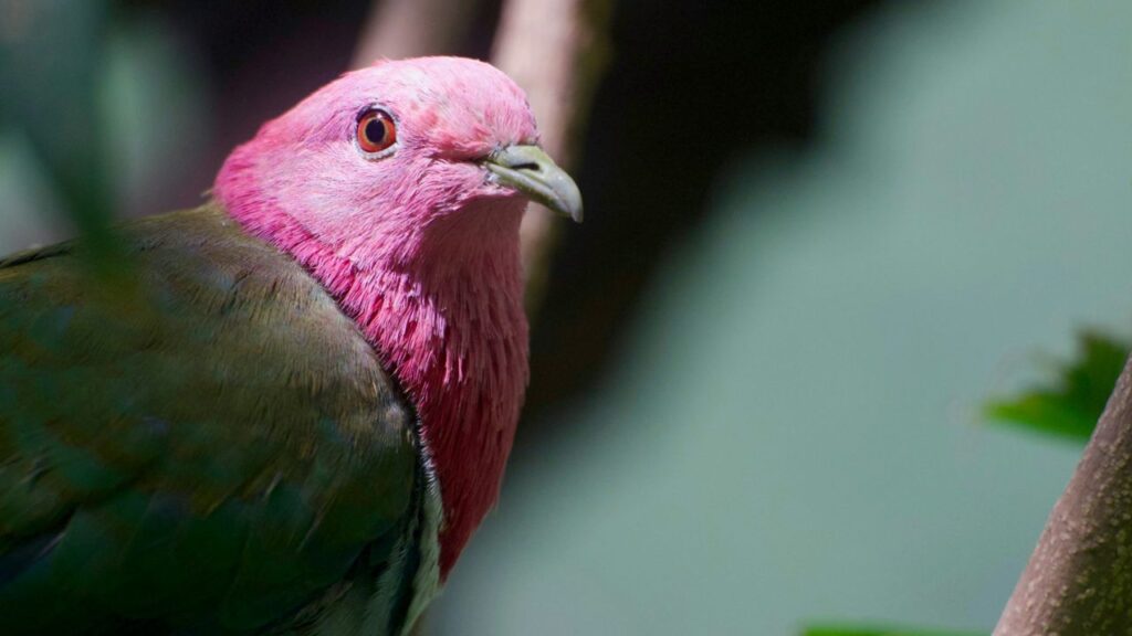 Pink-headed Fruit Dove