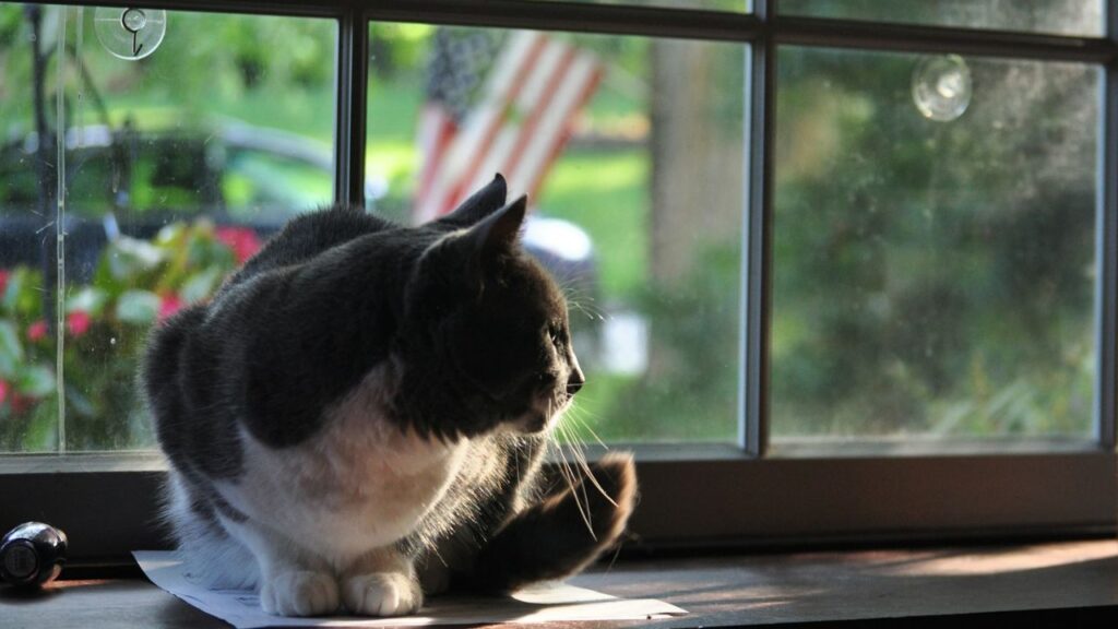 Cat on windowsill
