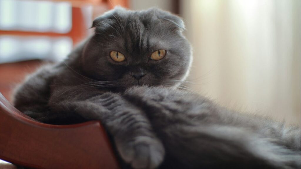 Cat rubbing face on furniture