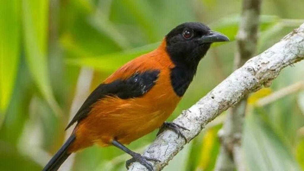 Pitohui