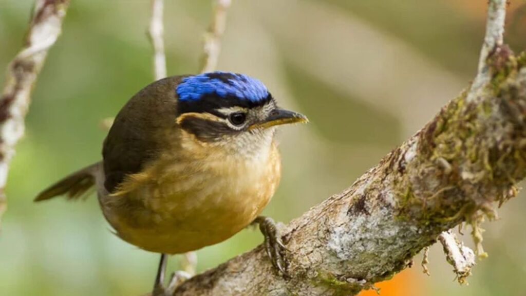 Blue-capped Ifrita