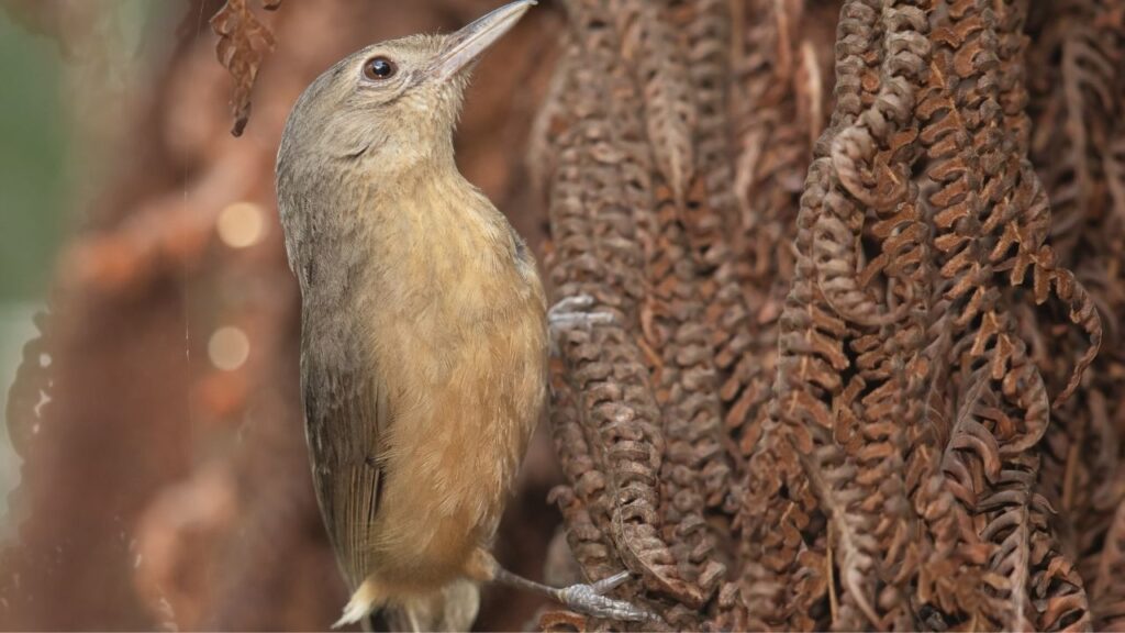 Rufous Shrikethrush