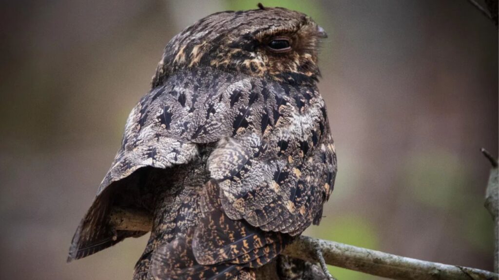 Eastern Whip-poor-will