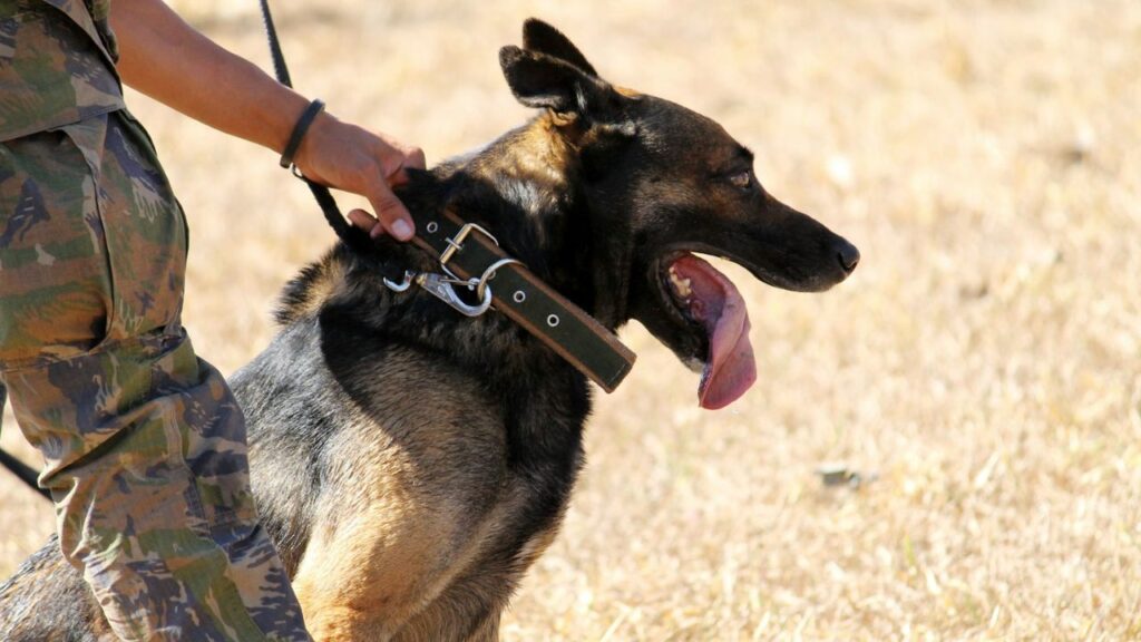 Military Working Dog Handler