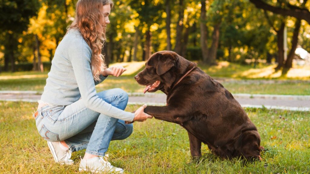 Handler dog communication training