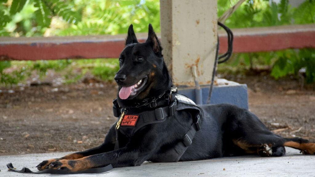 Military dog handler