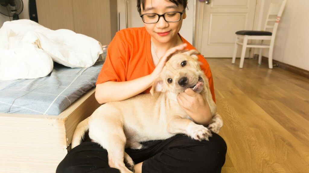 Dog massage therapy