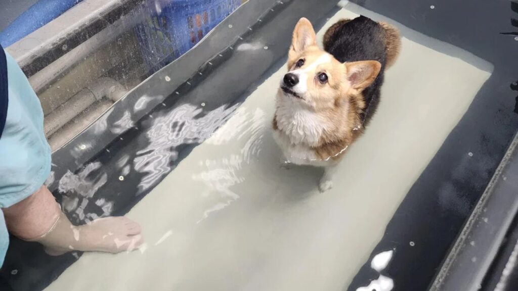 Dog Hydrotherapy