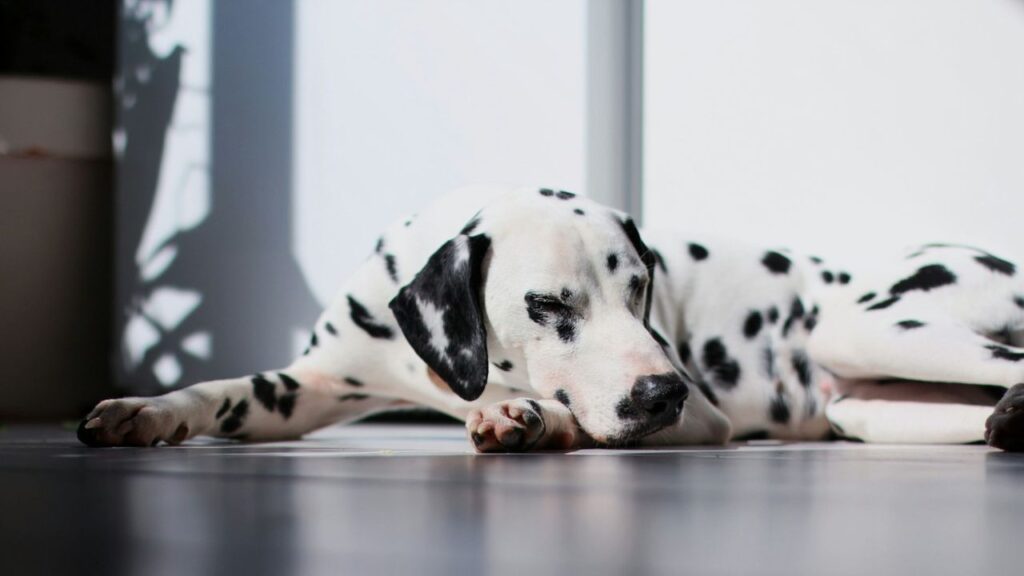 Dalmatian