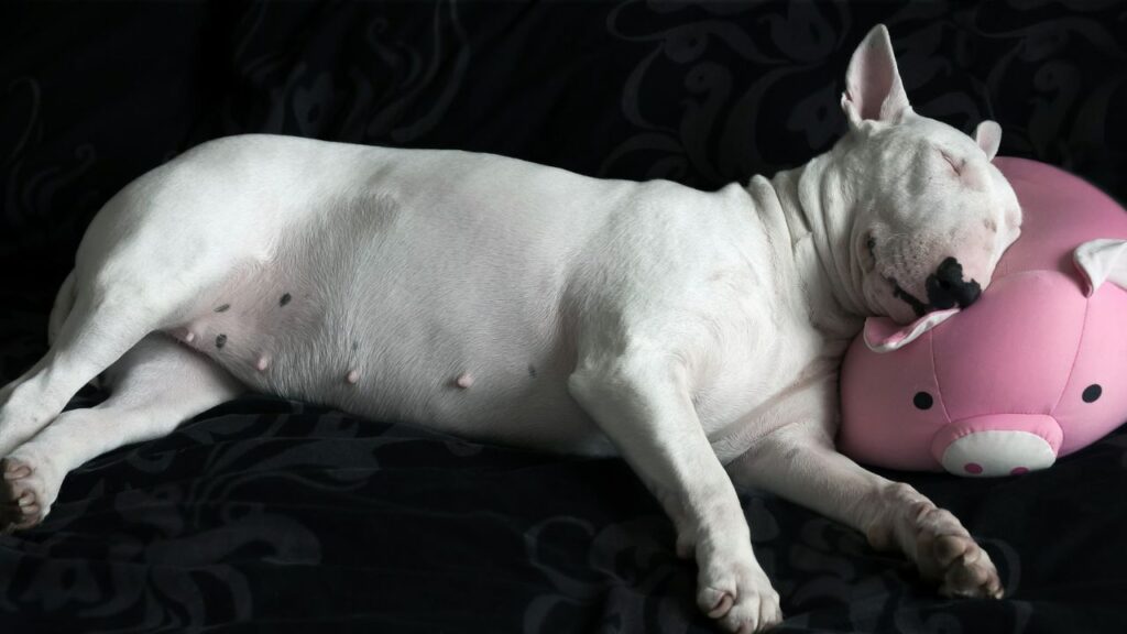 English Bull Terrier