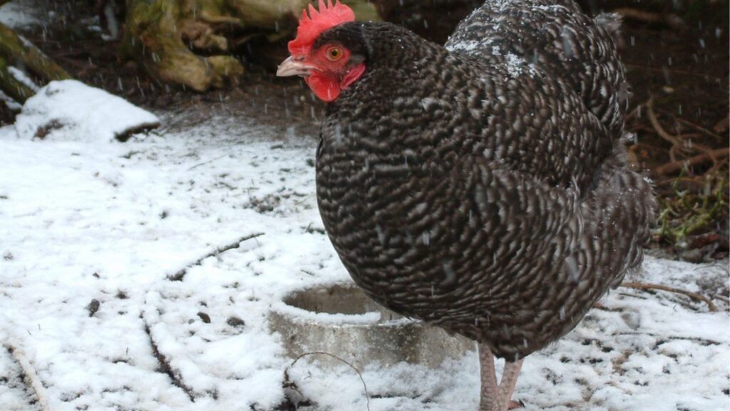 Marans chicken