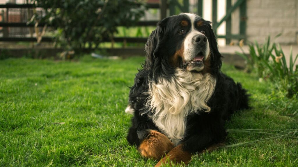 Bernese Mountain Dog