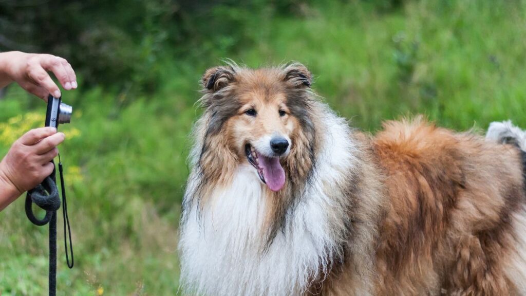 Collie