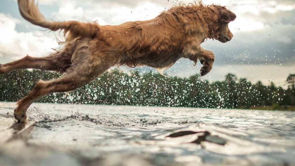 Golden Retriever