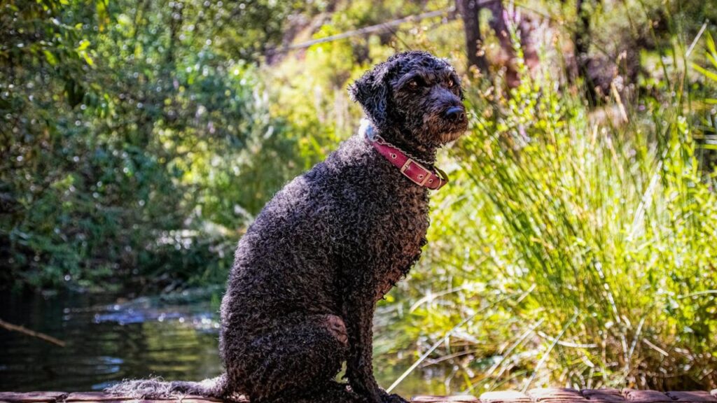 Spanish Water Dog