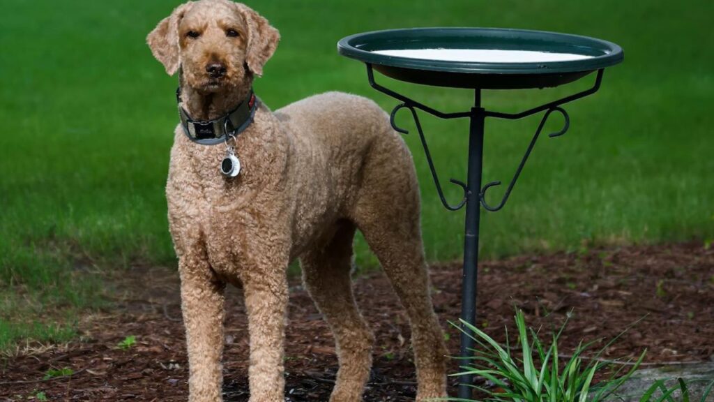 Curly-Coated Retriever