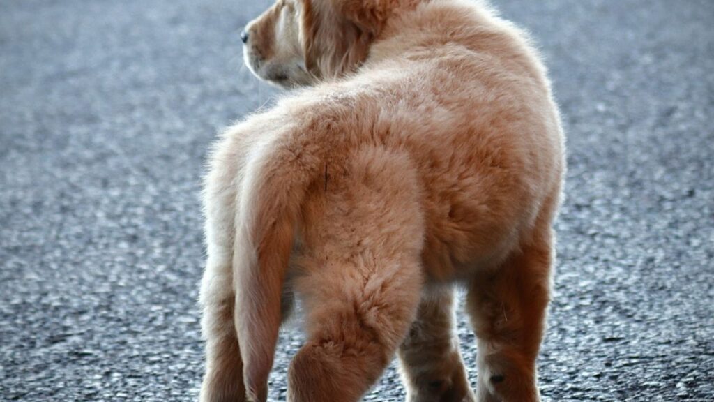 Dog tail tucked between legs