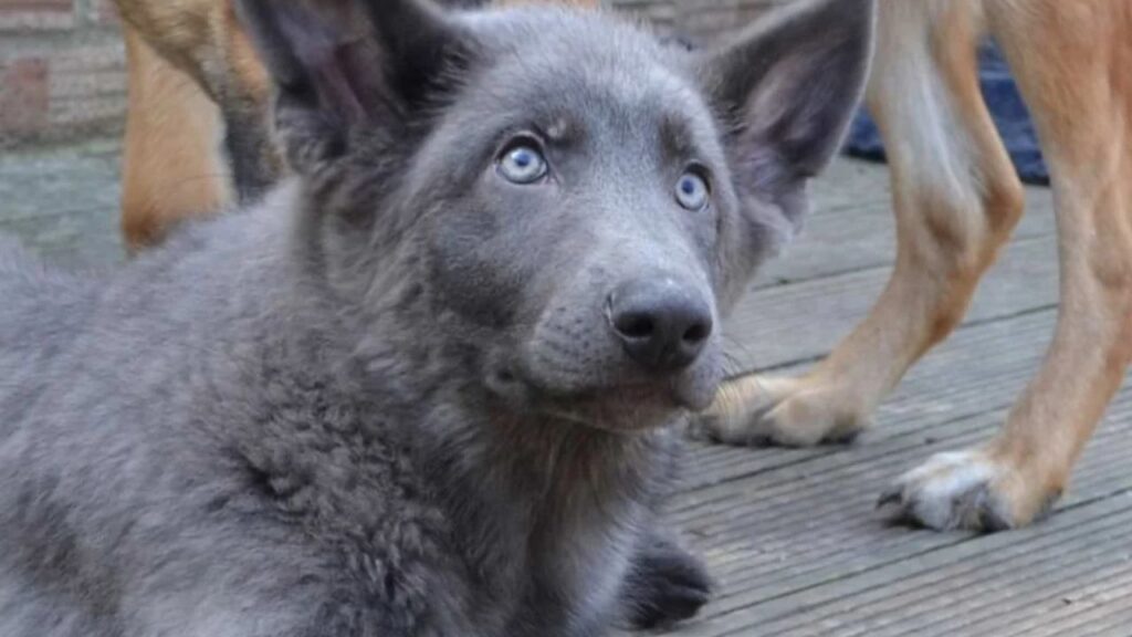 The Blue German Shepherd
