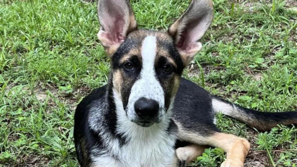 The White German Shepherd