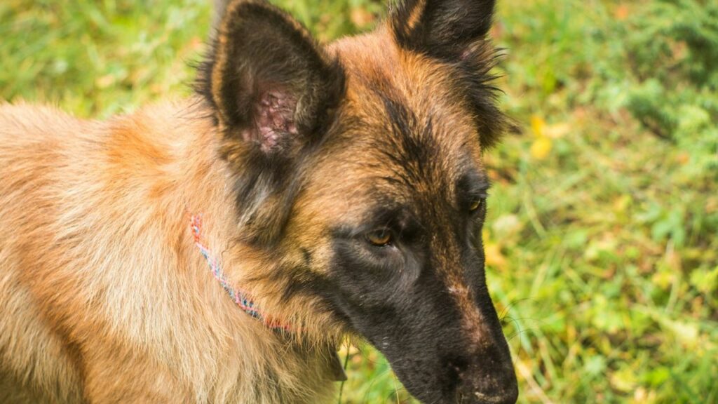 The Sable German Shepherd