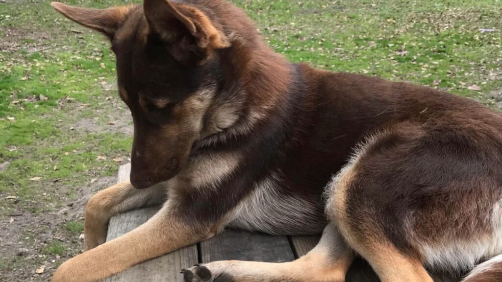 The Liver German Shepherd