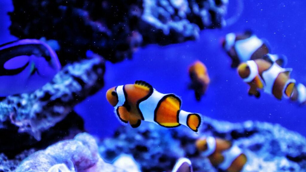 Clownfish