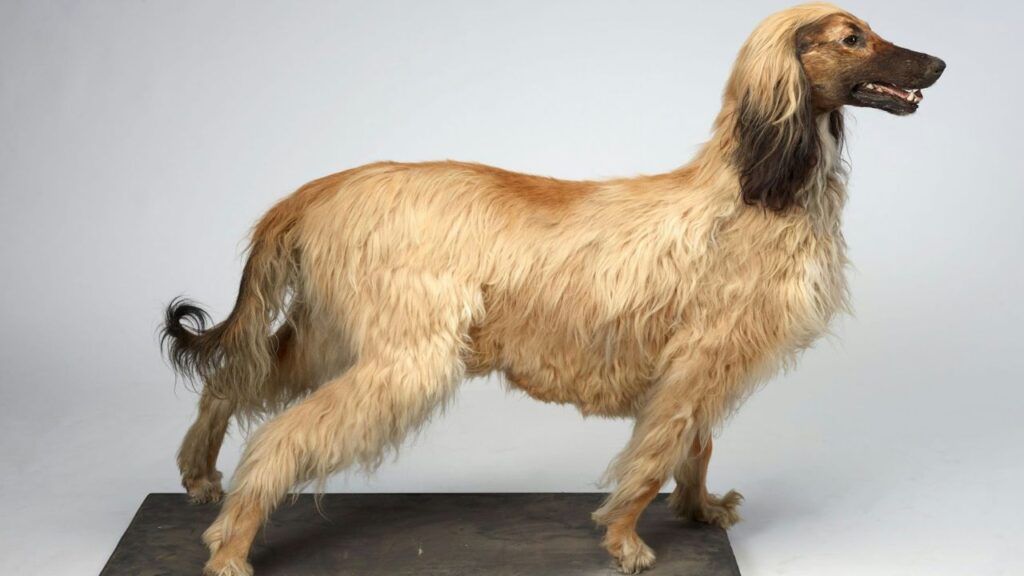 Afghan Hound