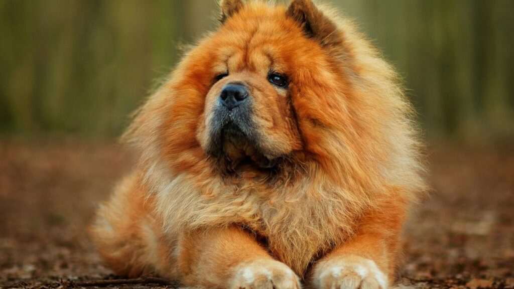Chow Chow