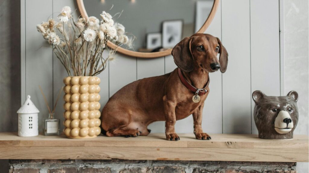 Dachshund