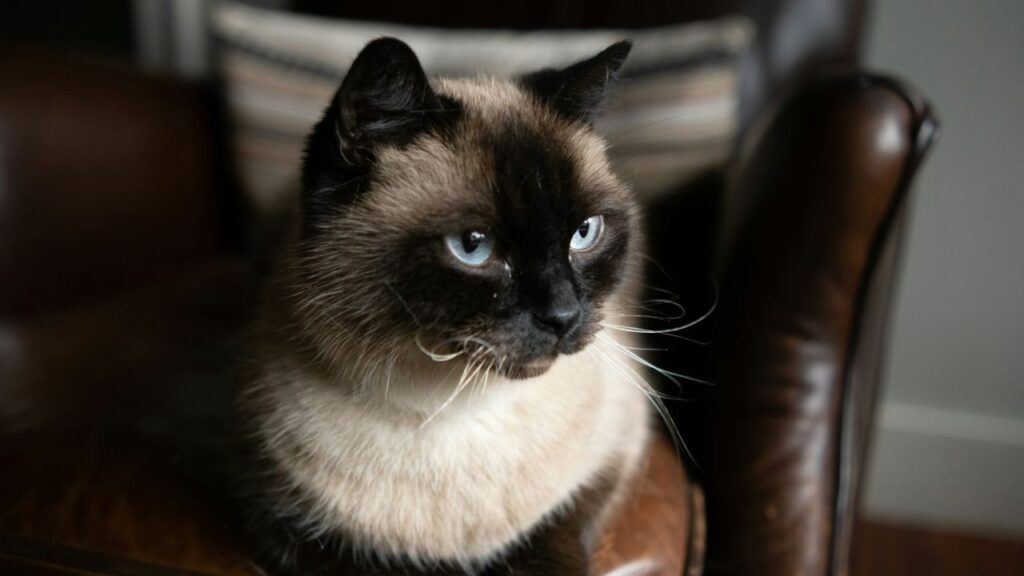 Siamese Cat