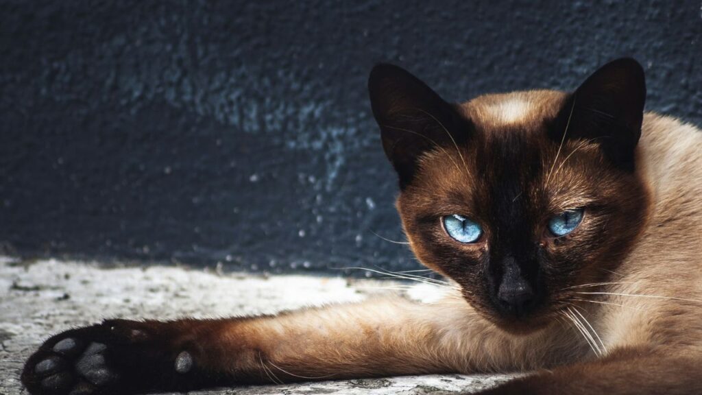 Siamese Cat