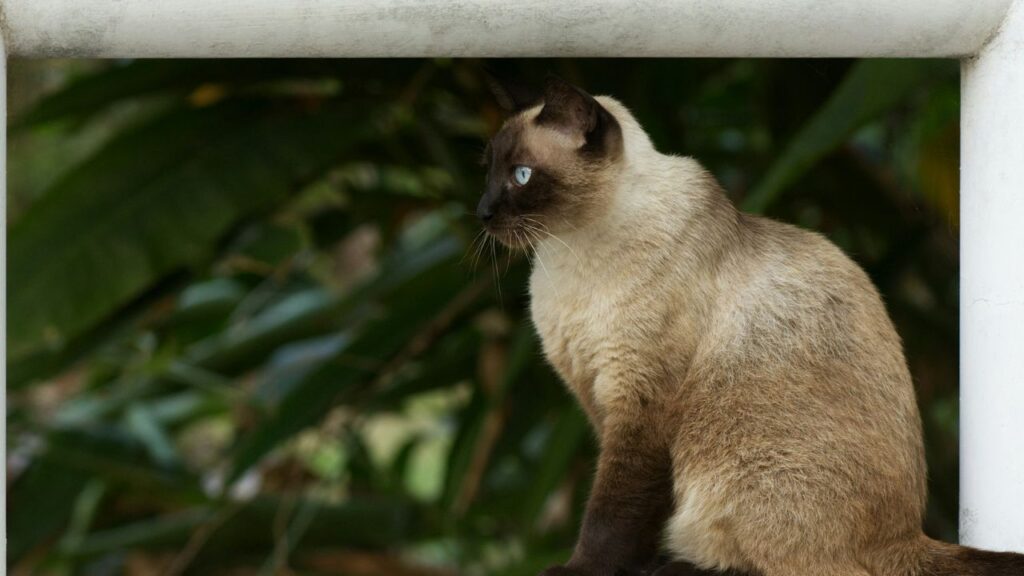 Siamese Cat