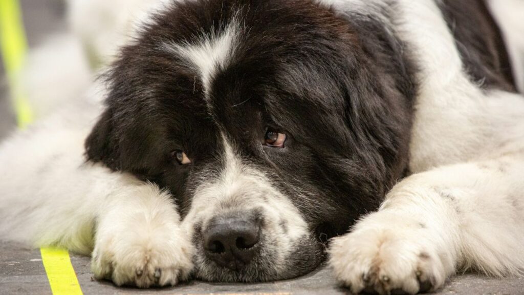 Newfoundland Dog