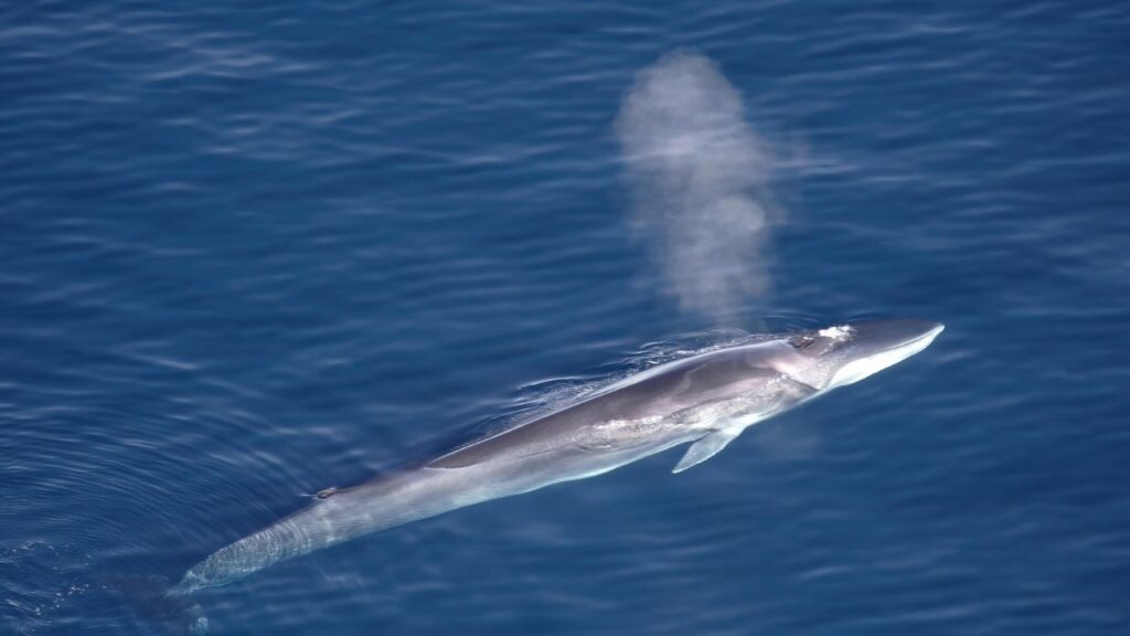 Fin Whales