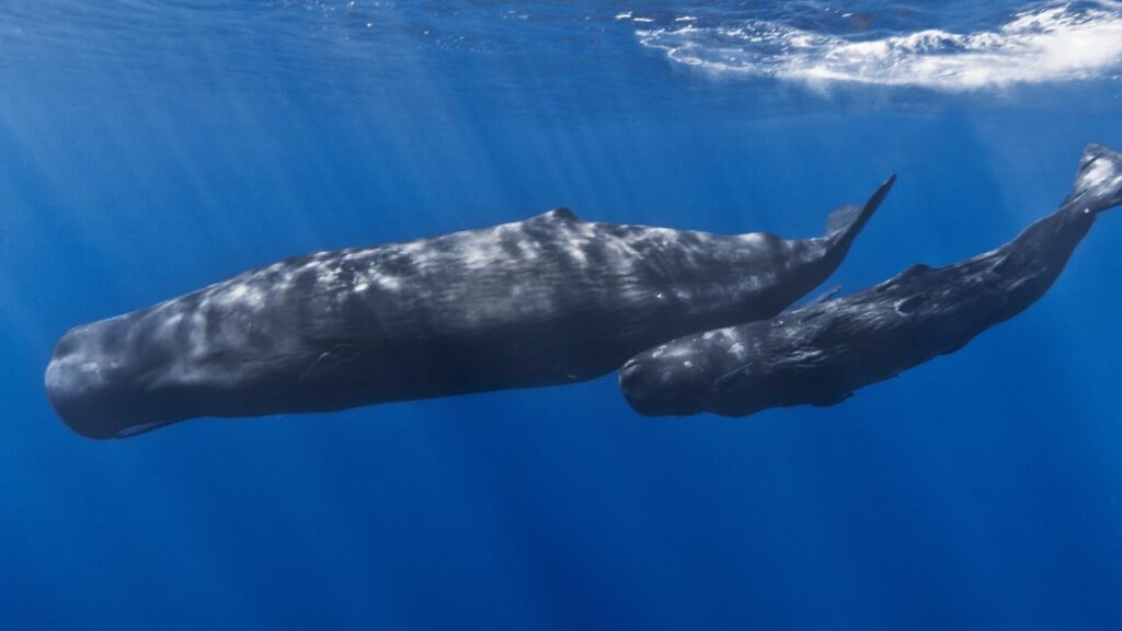 Sperm Whales