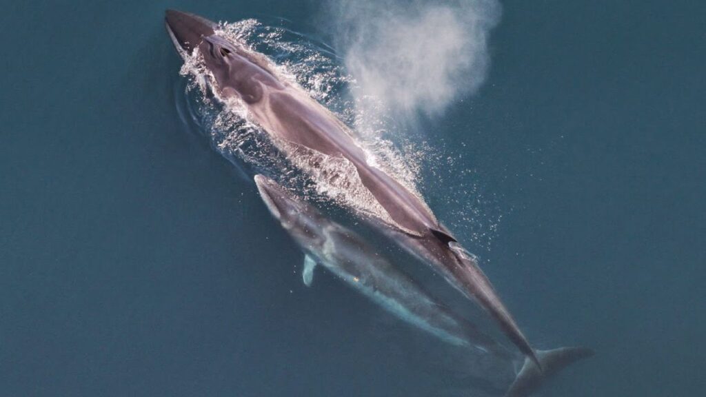 Sei Whales