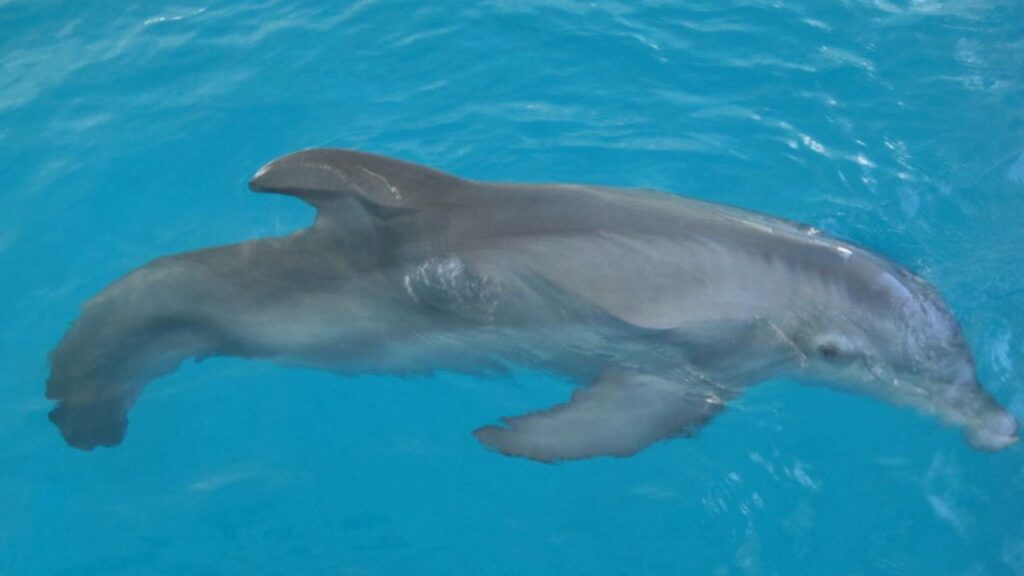 Winter Dolphin