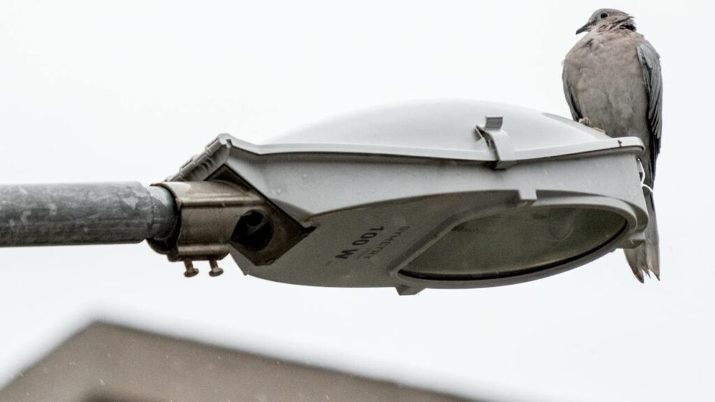 Bird at street light