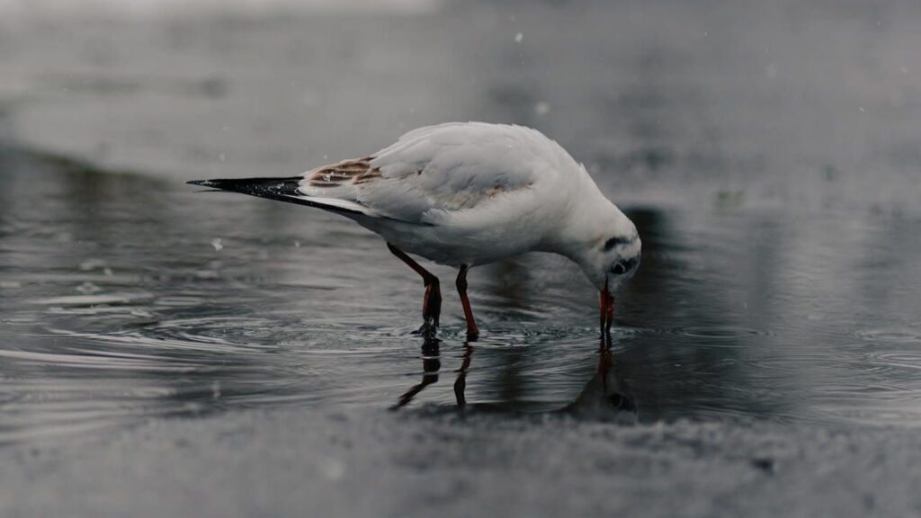 Bird drinking water from puddle on sidewalk