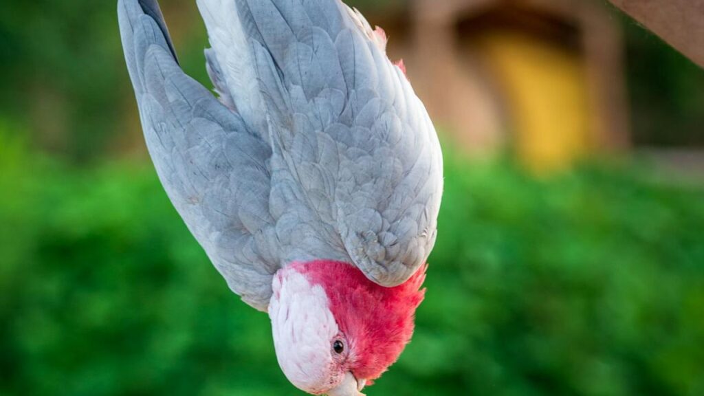 Playful parrot hanging upside down